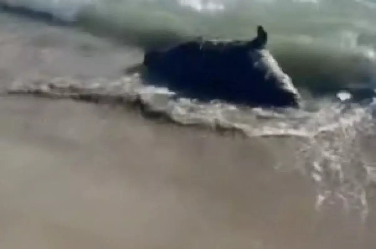 Отдыхающие обнаружили мертвого тюленя на берегу Каспийского моря