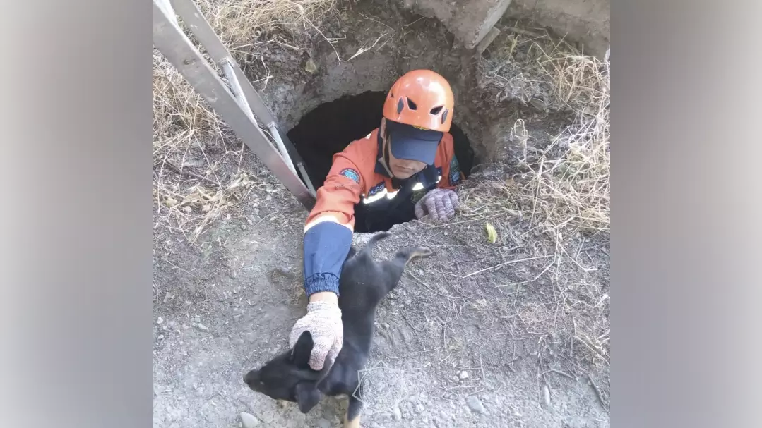 «Нам важна каждая жизнь!» - таразские спасатели извлекли щенка, упавшего в колодец