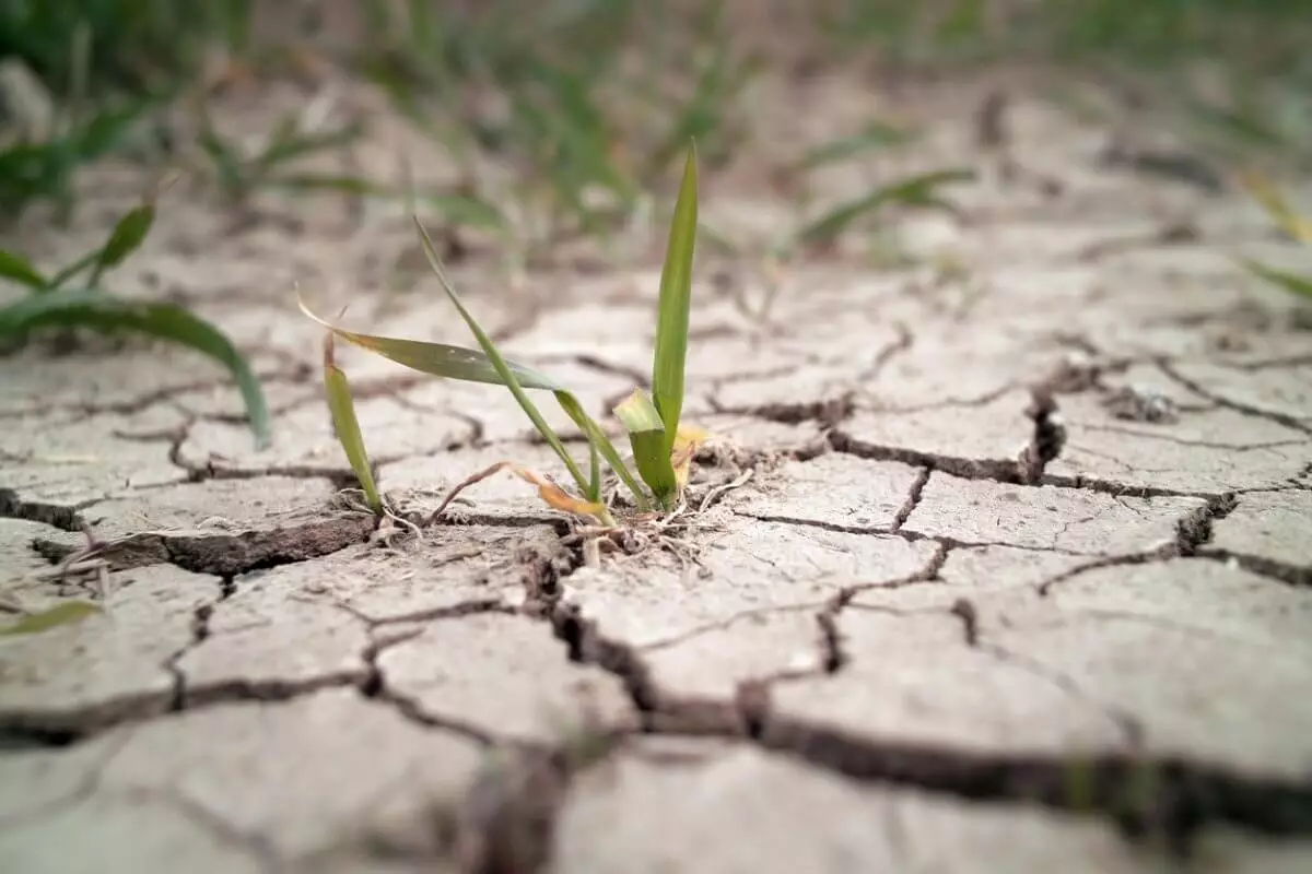 Июльская засуха охватит новые районы Казахстана
