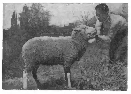 Гибридизация домашней овцы с архаром