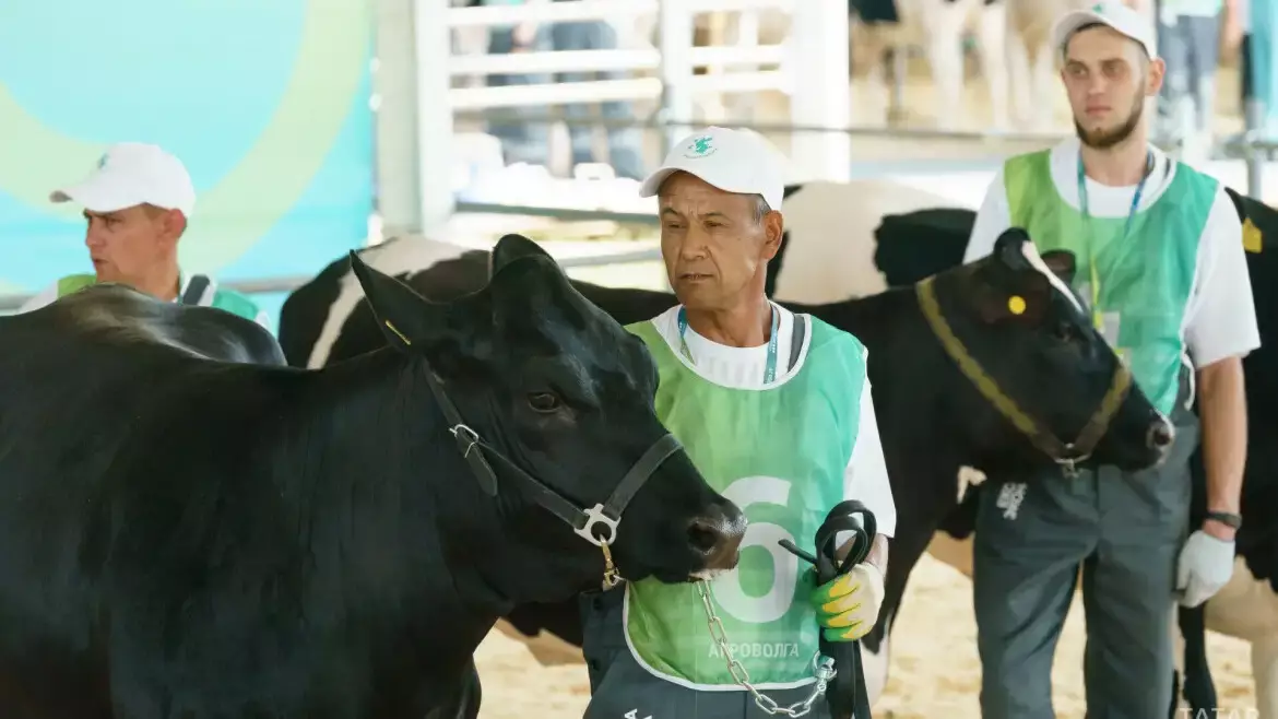 В Татарстане провели конкурс красоты среди коров