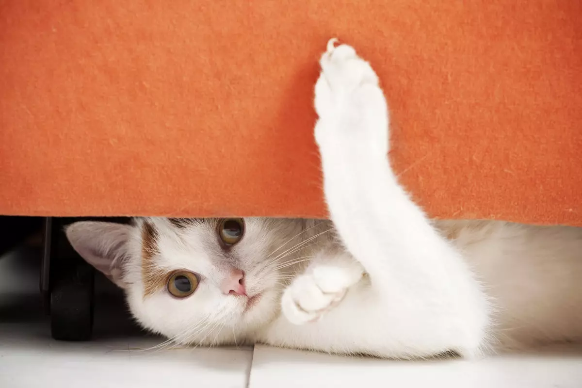 Ученые объяснили, почему одни кошки царапаются чаще других