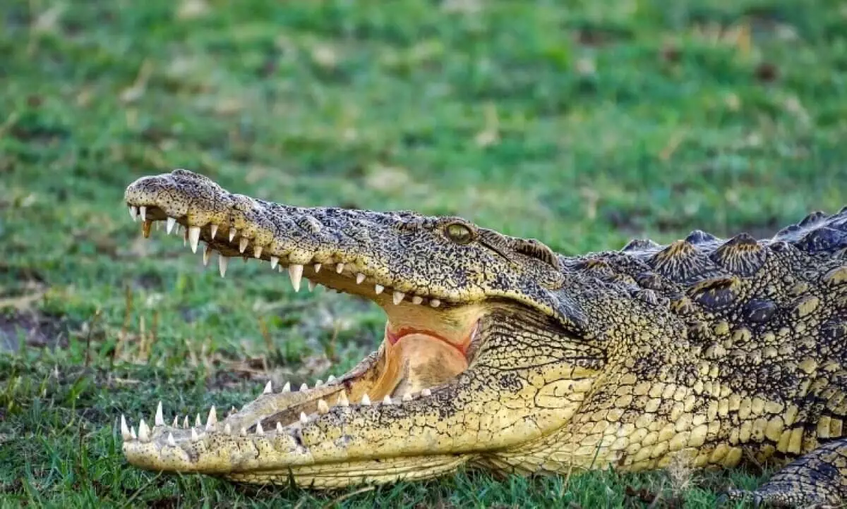 Крокодил убил 12-летнюю девочку в Австралии