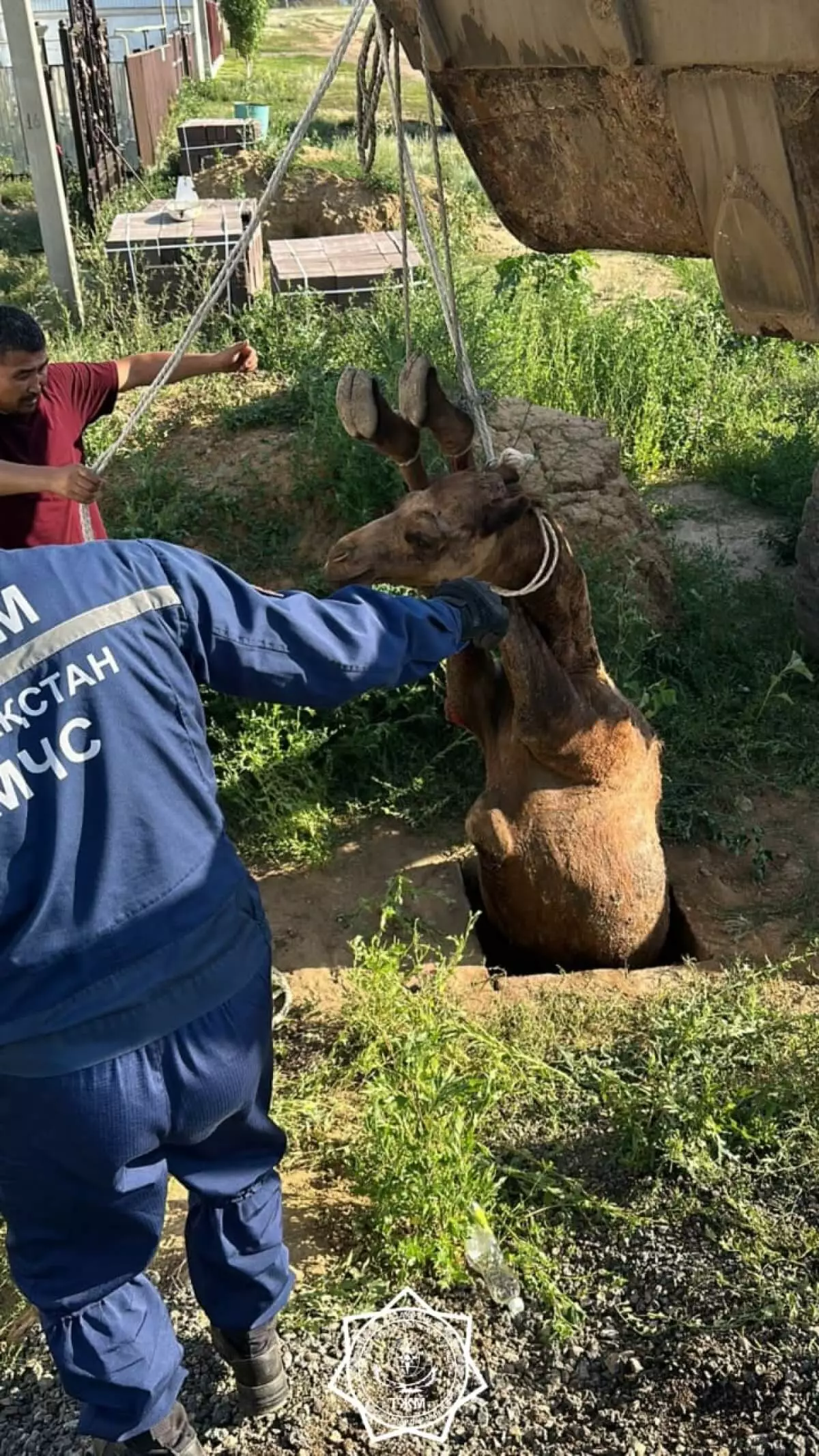 В Актюбинской области спасли верблюда