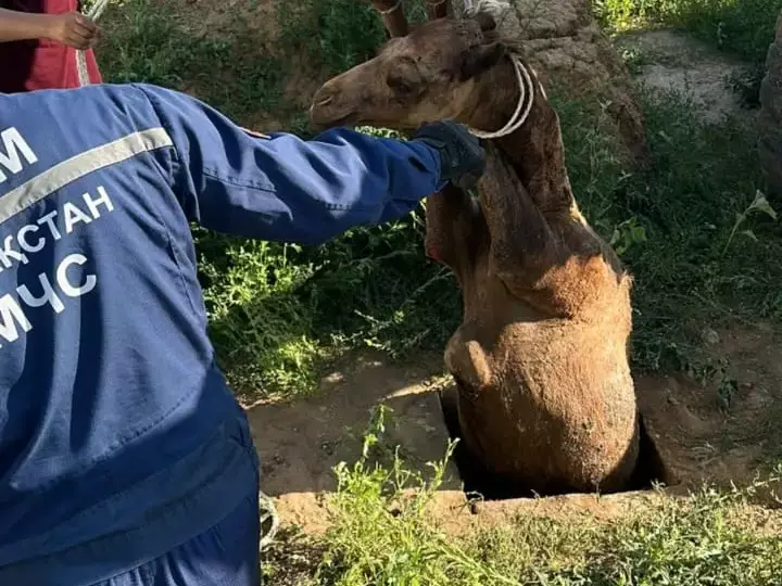 Верблюда вытащили из очень узкой ямы в Актюбинской области
