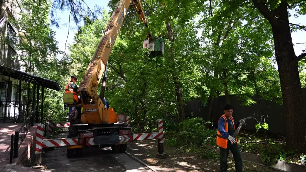В Алматы активно ведутся работы по санитарной обрезке деревьев