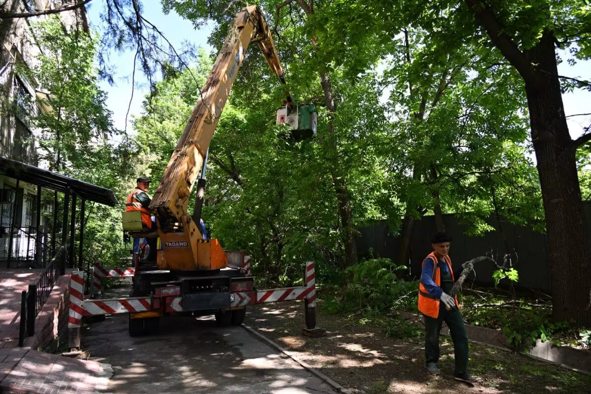 "Алматы Жазы": продолжается санитарная обрезка больных и сухостойных деревьев