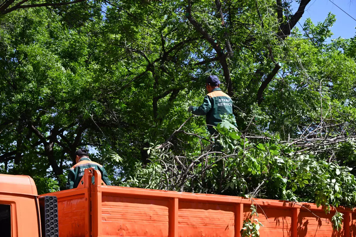 «Алматы Жазы»: более 5 200 деревьев прошли санитарную обрезку в рамках акции