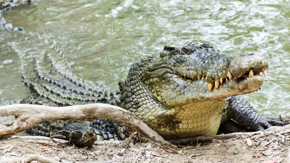Крокодил напал на ребенка: полиция обнаружила останки