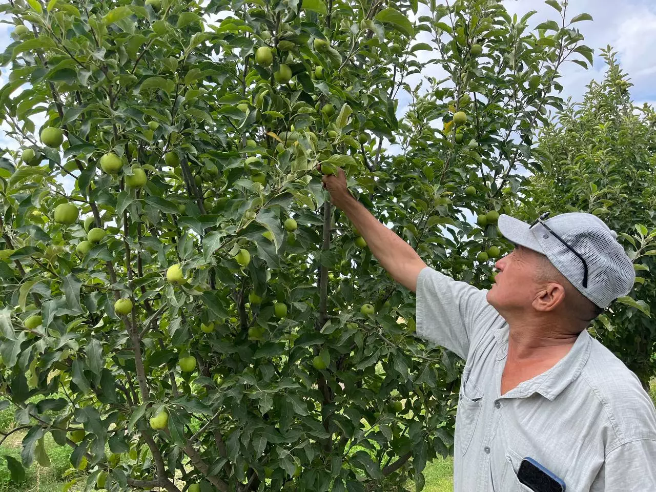 И людям, и животным: садовод из Мангистау долгие годы выращивает яблоки и урюк