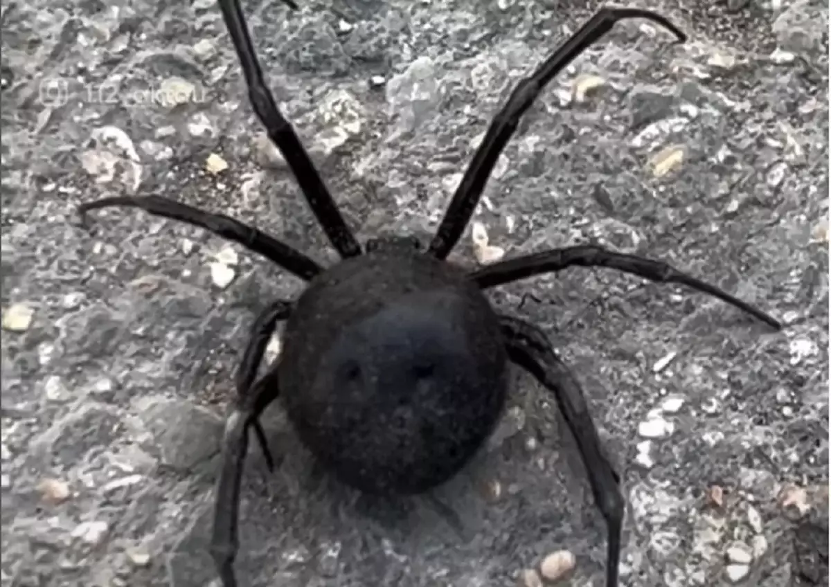 Жители Актау пожаловались на наличие ядовитых пауков на городской набережной