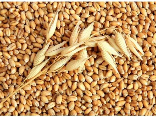 Мировой сбор зерна может составить рекордные 2,85 млрд тонн