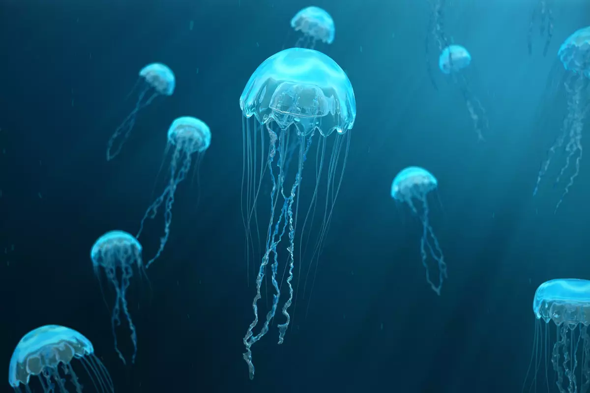 Что делать, если вас ужалила медуза: рассказывает врач