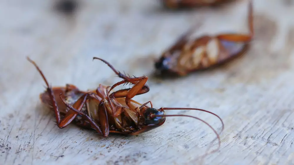 Тараканы в котлетах: магазин оштрафуют на 6 миллионов тенге в Актау
