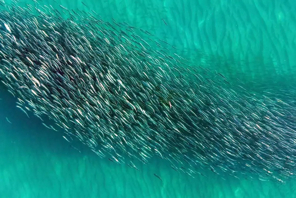 Завораживающее видео с многотысячным косяком рыб сняли в Актау