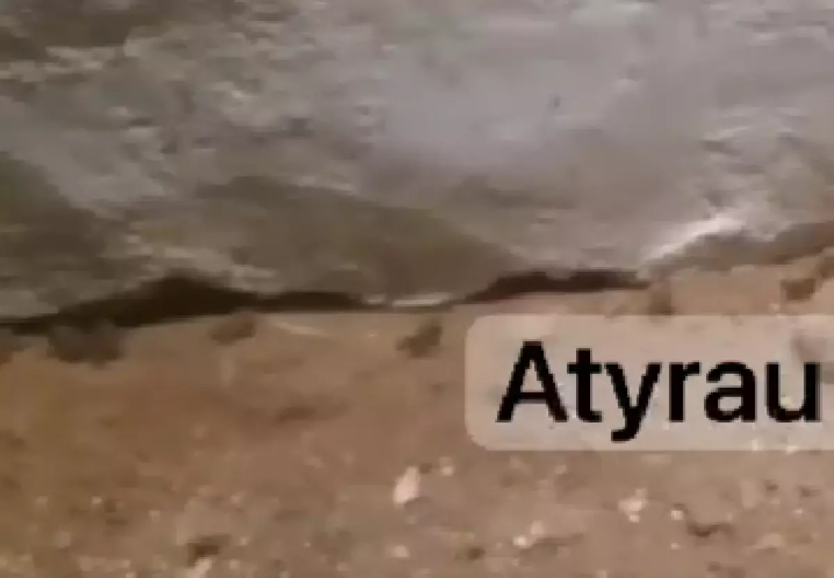 В одном из районов Атырауской области зафиксирован массовый набег лягушек