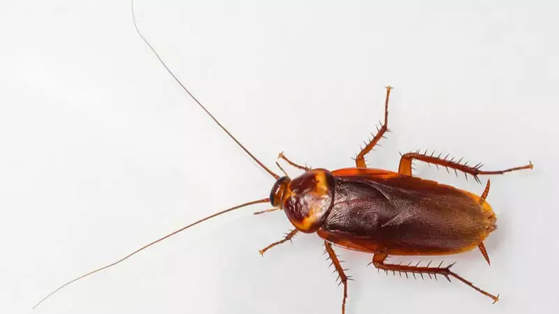 В Актау магазин оштрафуют на 6 млн тенге за тараканов в котлетах
