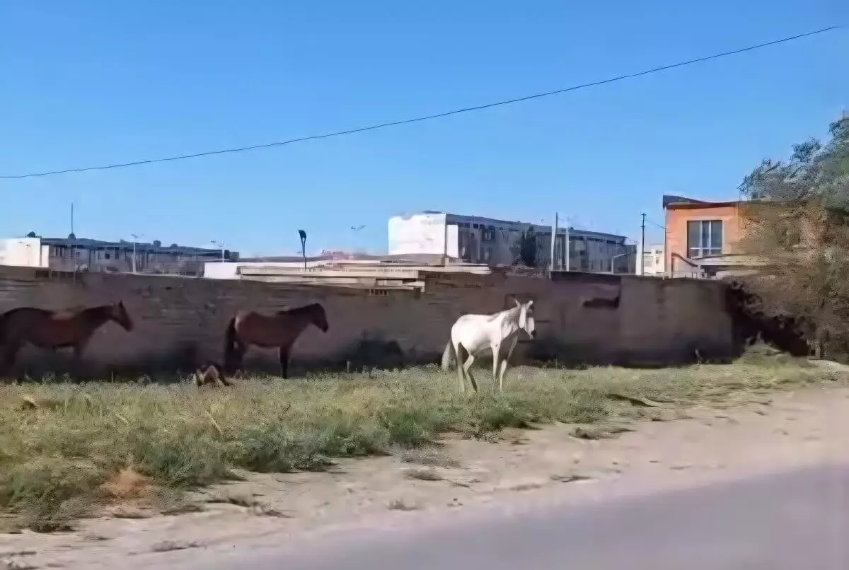 Гуляющие в центре города коровы и лошади возмутили жителей Кызылорды