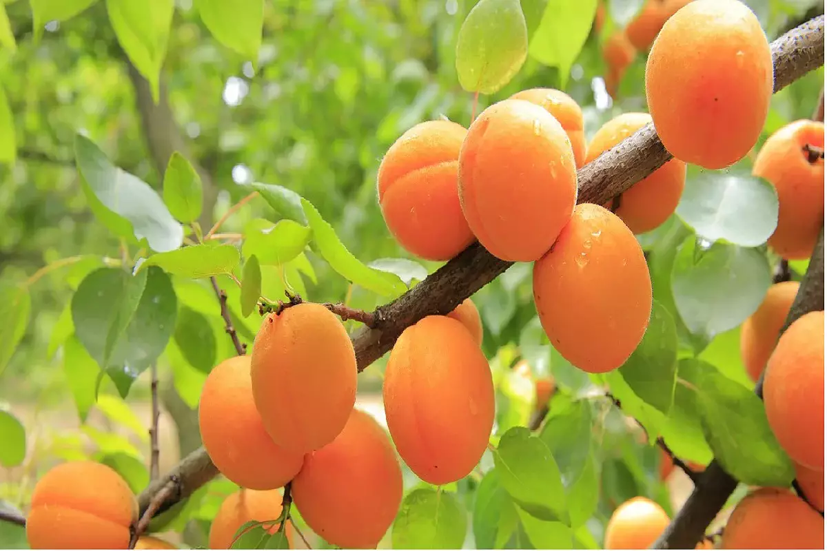 Редкие для региона плодовые деревья выращивают в Мангистауской области