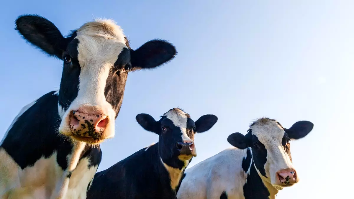 Почему экоактивисты ополчились против коров