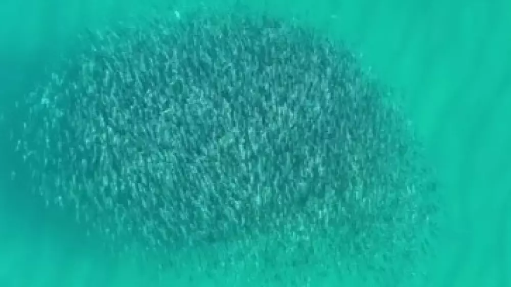 Завораживающее видео косяка рыб в Каспии удивляет пользователей