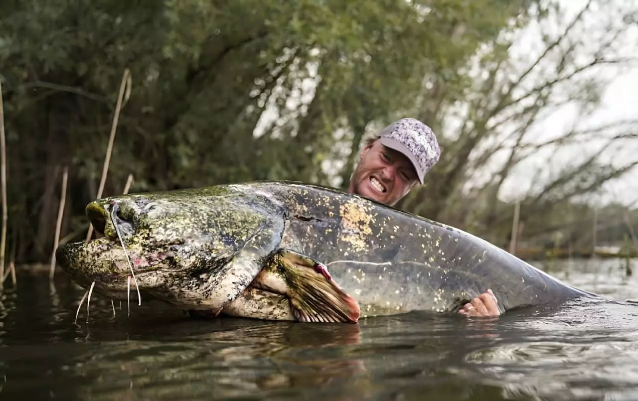 Чешский рыбак поймал сома весом 130 килограммов и отпустил обратно в реку