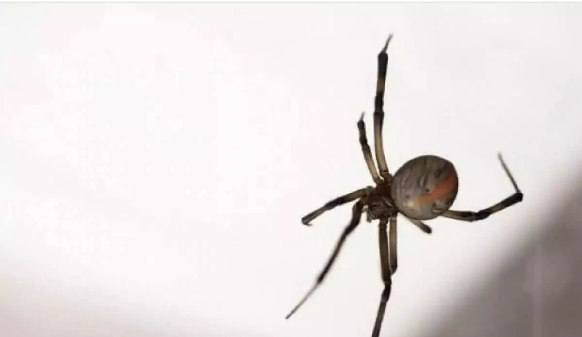 Укус паука едва не лишил жизни подростка из Атырау