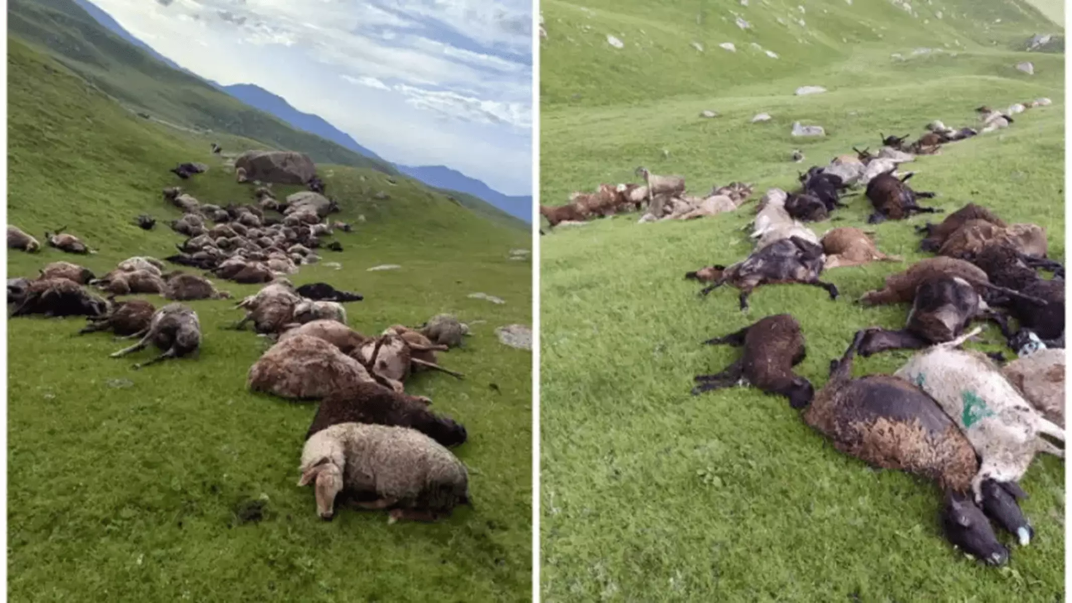 Выжить не удалось: молния ударила в отару овец  в Иссык-Куле