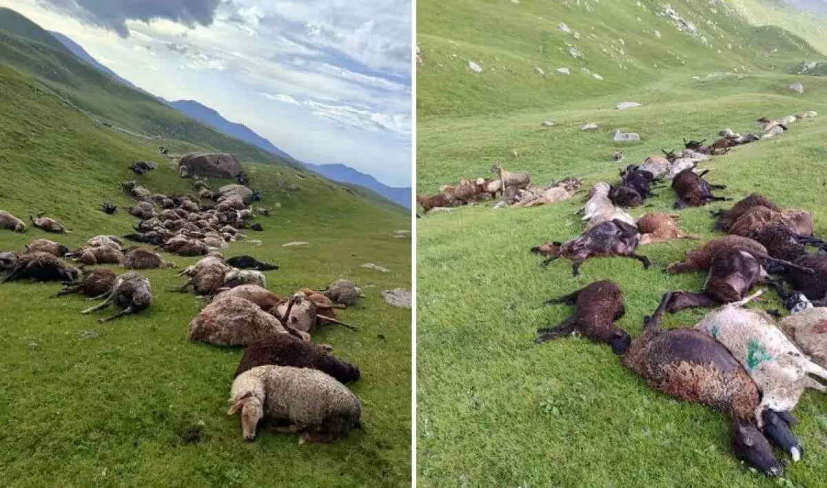 Молния убила 250 овец в Кыргызстане