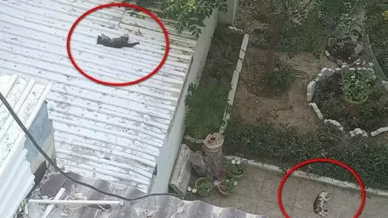 Сбросили котят с семиэтажного дома: живодеры из Актау шокировали Казнет