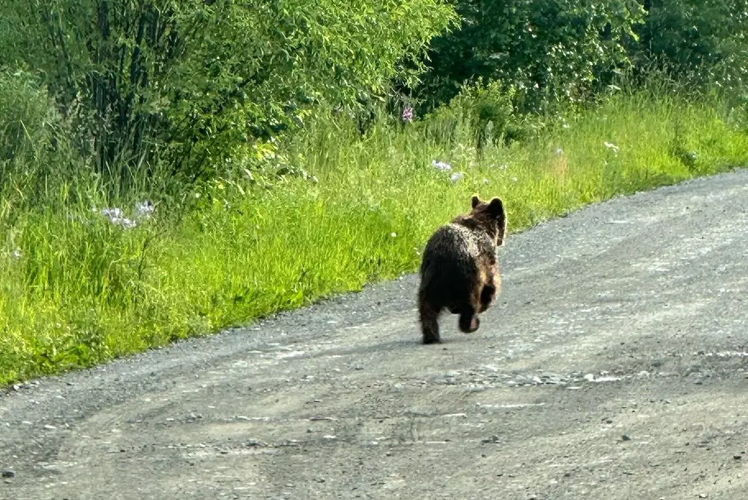 Медвежонок встретился туристам в ВКО