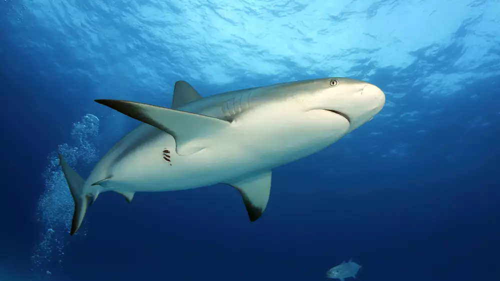 Кровавое шоу: акула устроила охоту у популярного пляжа