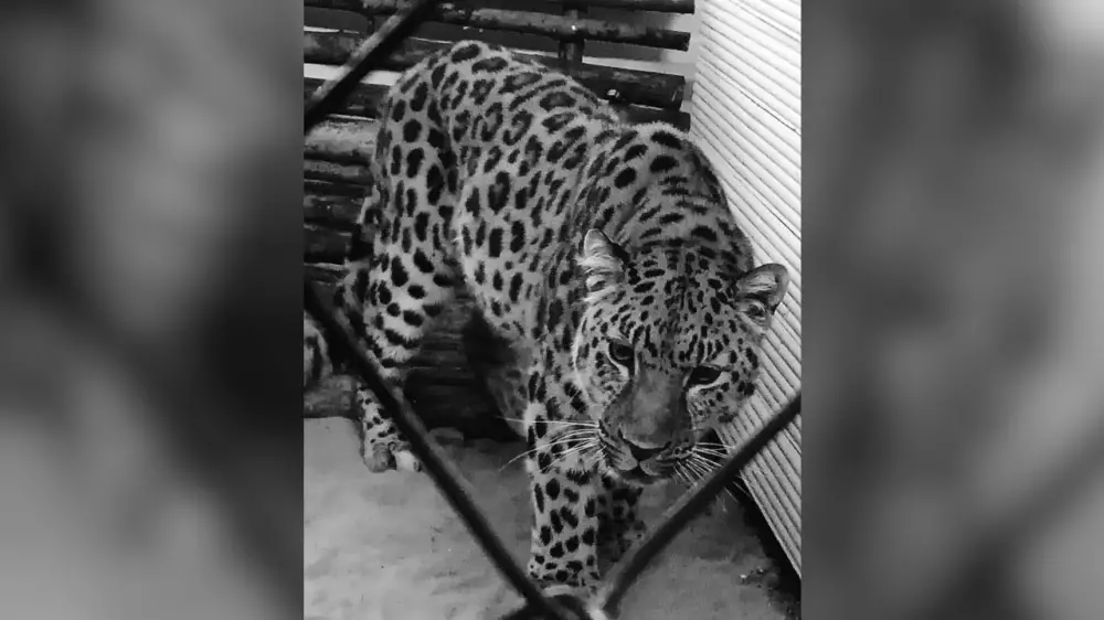 Краснокнижный леопард умер в биологическом центре Семея