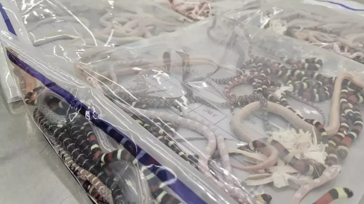 Мужчина пытался провезти более 100 живых змей в штанах
