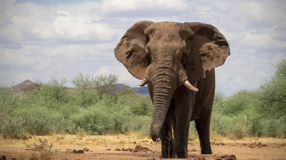 Турист заплатил жизнью за селфи со слонами
