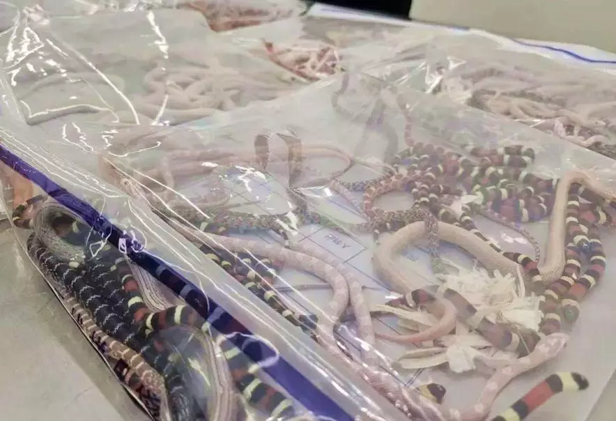 Контрабандист попытался провезти в штанах более 100 живых змей