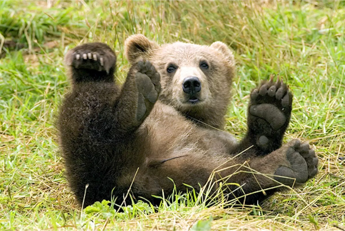 Медведь убил свою хозяйку-дрессировщицу