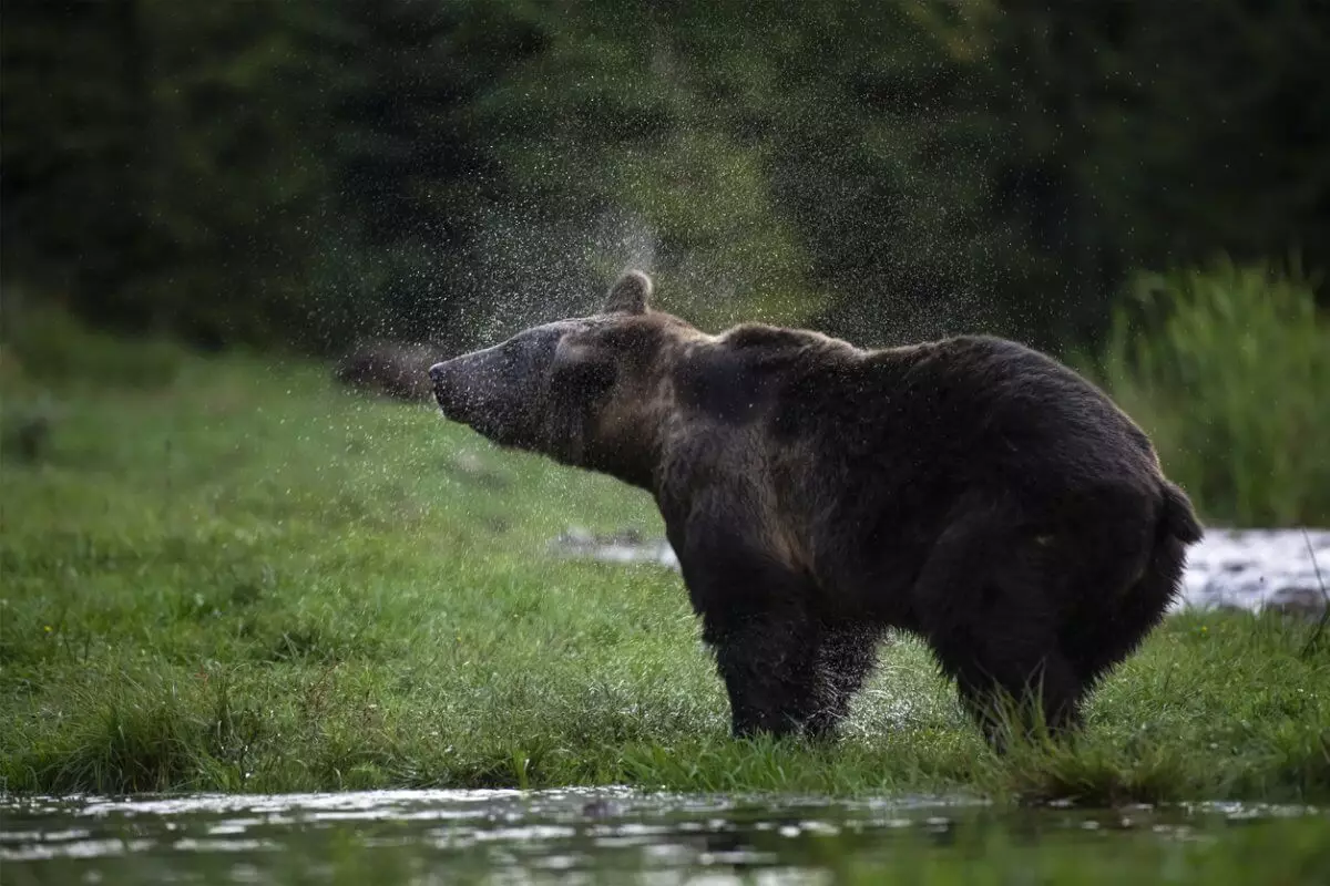 Медведь сбежал из вольера и разодрал свою хозяйку