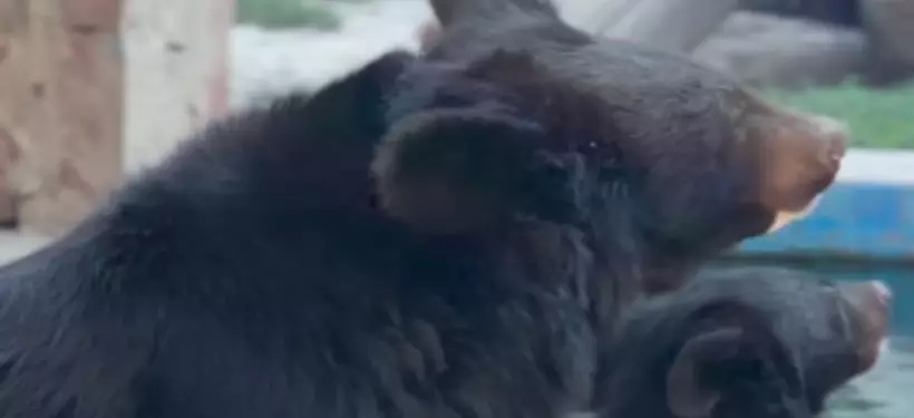 Клички для двух гималайских медвежат предлагает придумать зоопарк Алматы