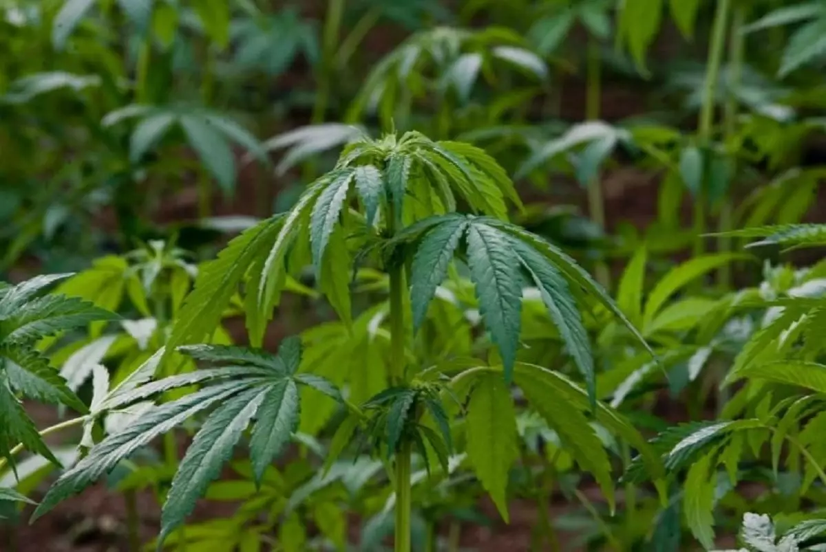 Криминальный агроном: пенсионер выращивал на участке наркосодержащие растения