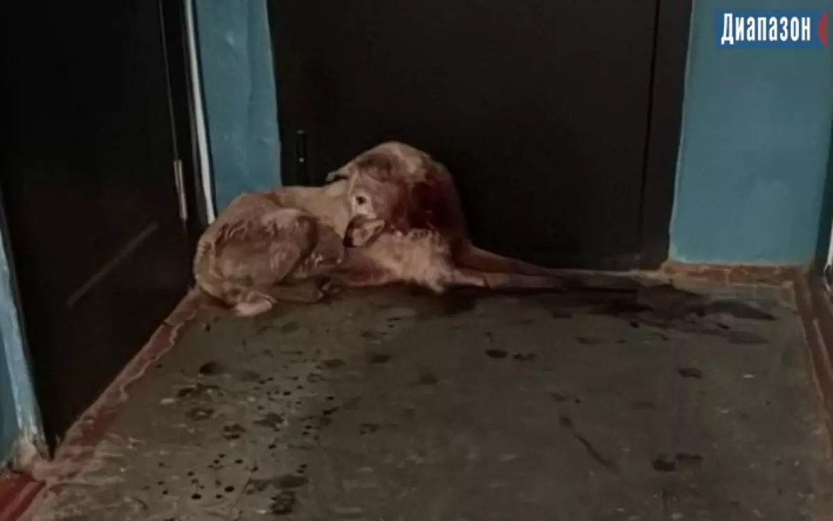 Живодер с ножом напал на бездомную собаку в Актобе