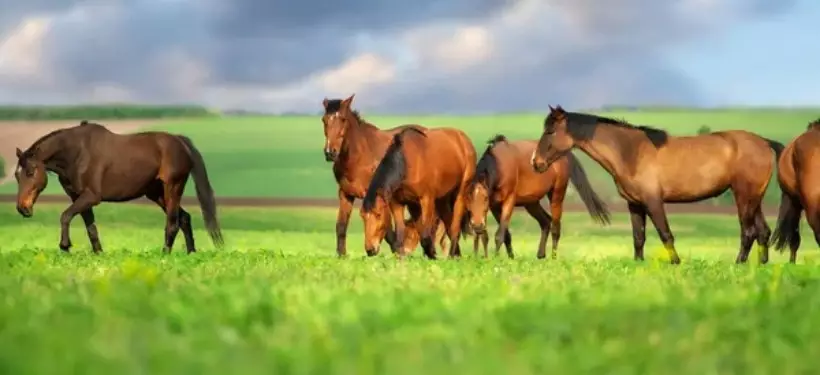 Лошадей на 12 миллионов тенге похитил житель южного Казахстана