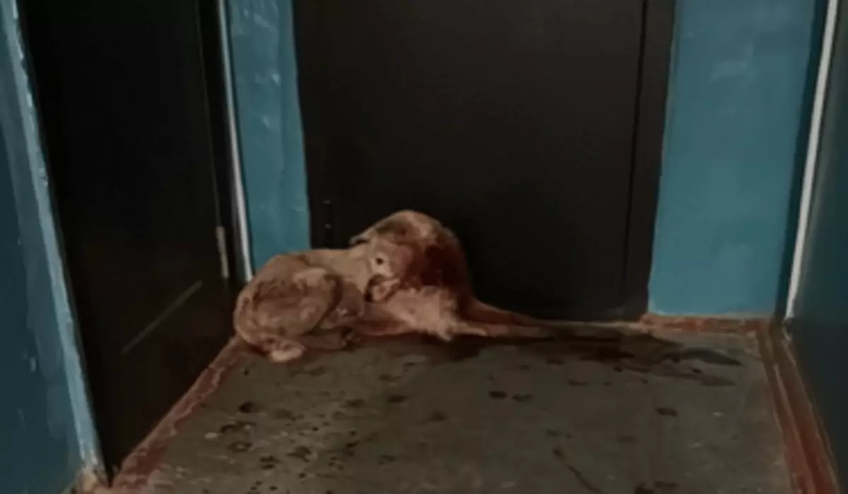 "Шокирующий инцидент": Живодер порезал собаку в Актобе