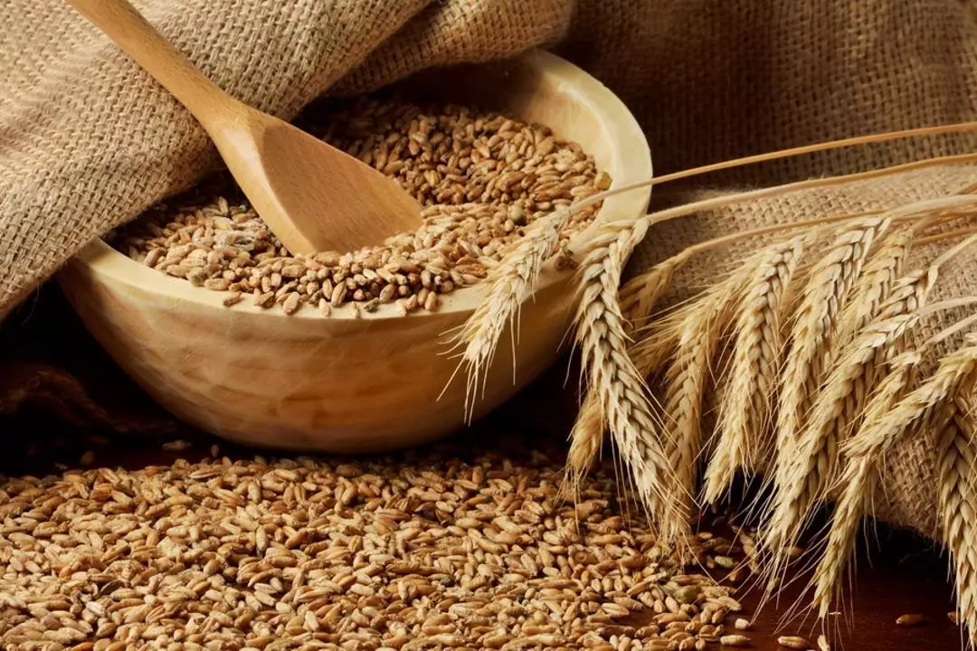 Рекомендации по торговой стратегии для производителей зерновых, масличных и бобовых культур