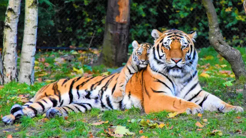 Возвращение тигров: минэкологии подписало меморандум с WWF