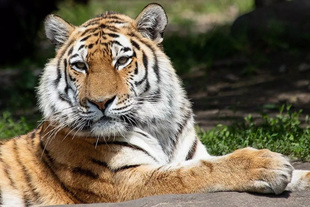 Туранских тигров привезут в Казахстан из Нидерландов