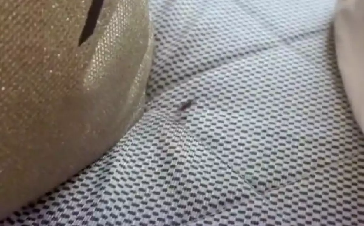 Тараканы сопровождали пассажиров поезда Алматы-Костанай