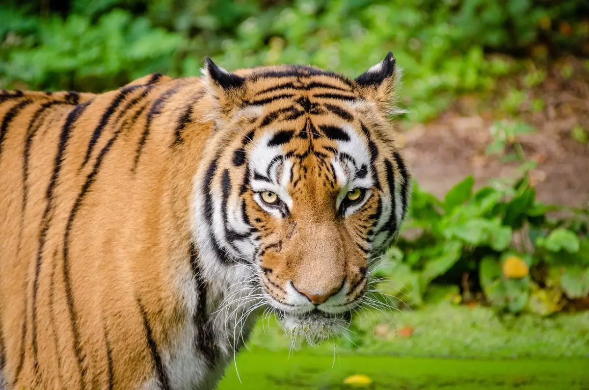 Тигров из Нидерландов завезут в Казахстан