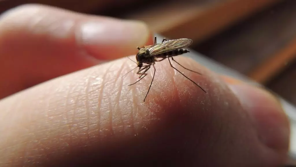 Как облегчить зуд при укусах комаров, рассказала врач