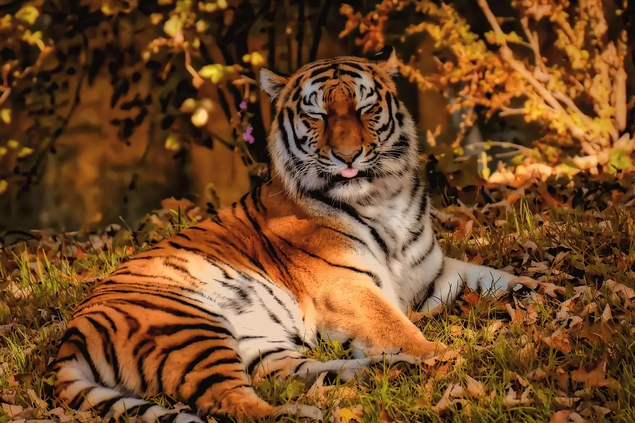 Подписан меморандум по возвращению тигров в Казахстан